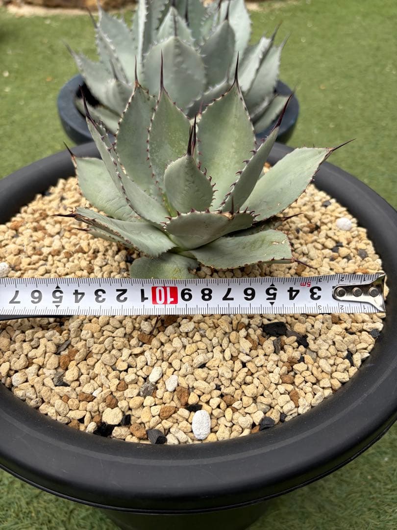 アガベ　パリー　姫吉祥天