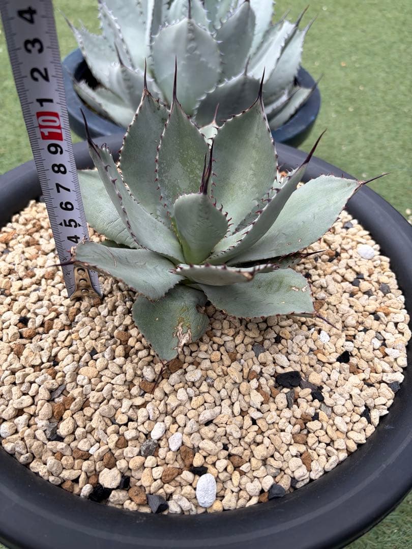 アガベ　パリー　姫吉祥天