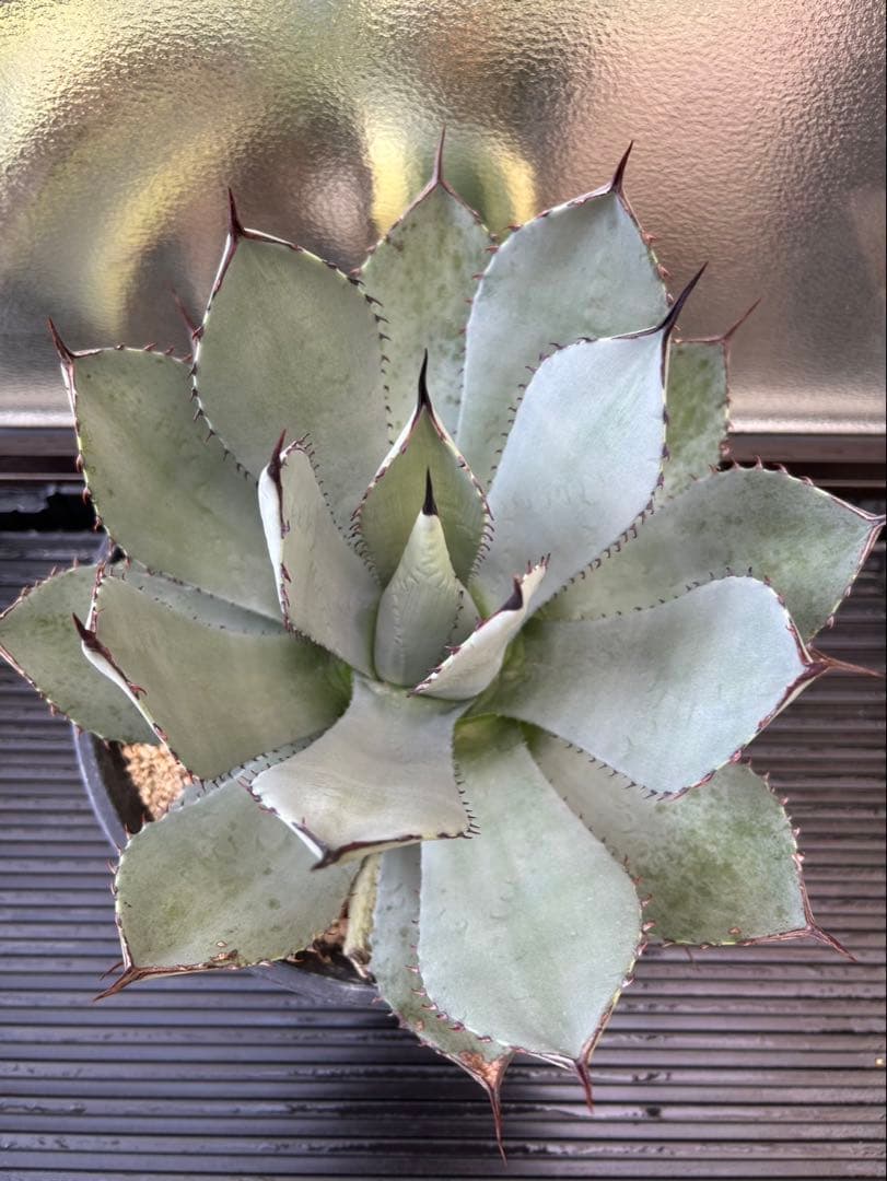 アガベ パリー A トランカータ　ロゼット　発根済み