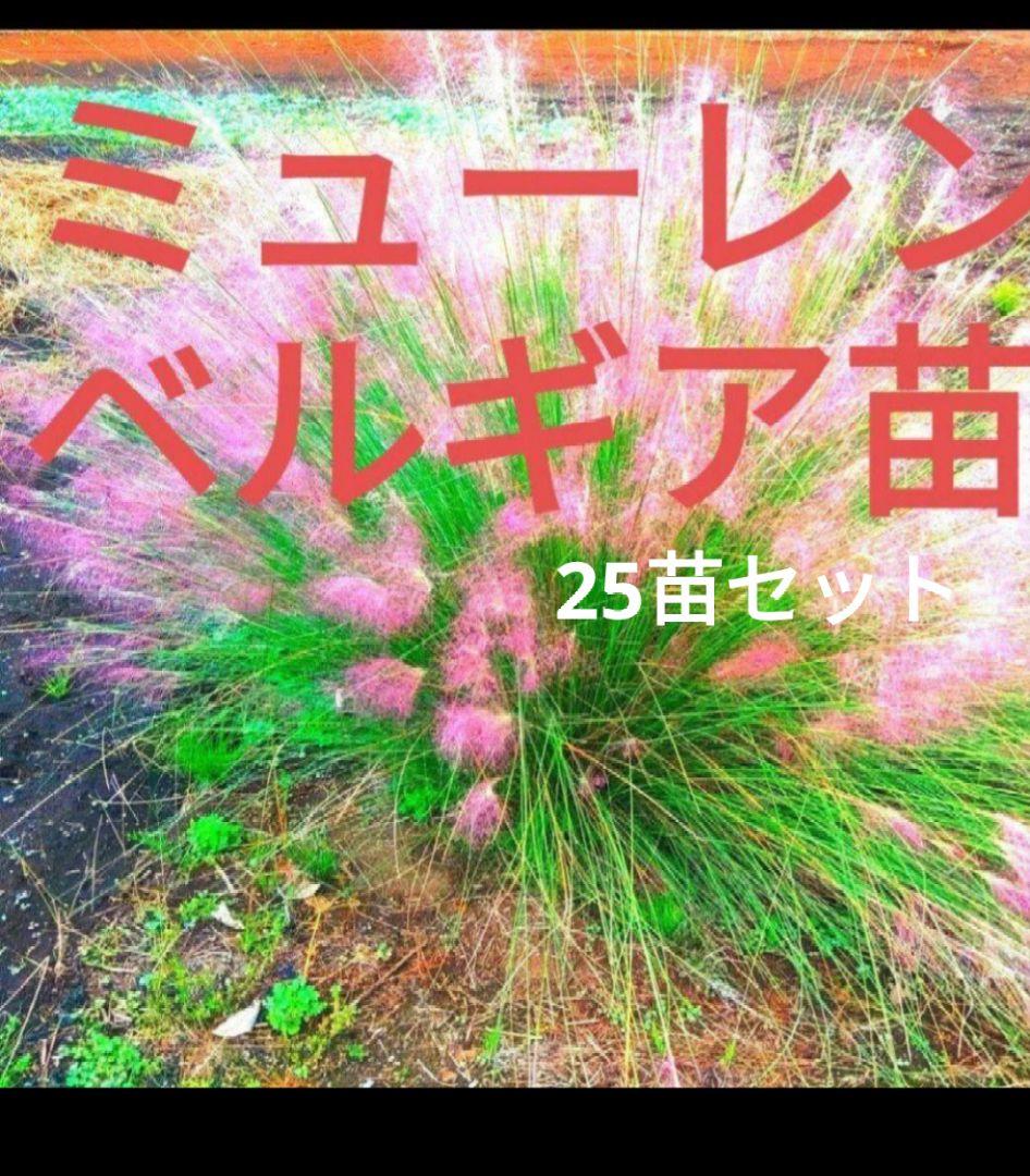ミューレンベルギア　カピラリス25苗セット　宿根草　グラス苗　ガーデン　バラ苗