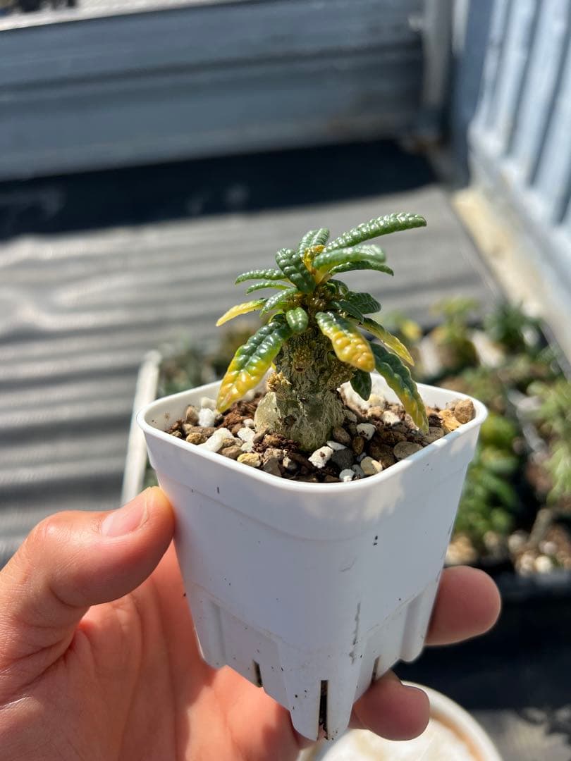 まさし出品　ドルステニアギガス　ブラータ　沖縄実生株