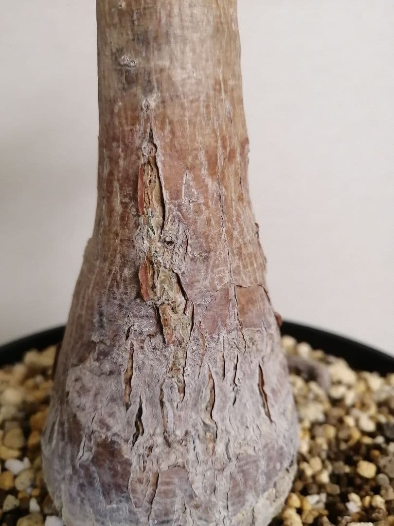 オペルクリカリアデカリー（現地球）