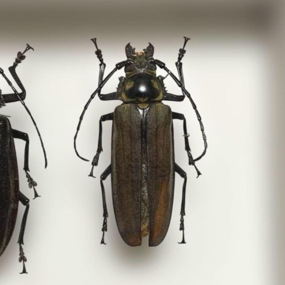 ウスリーウスバカミキリ　標本　メス