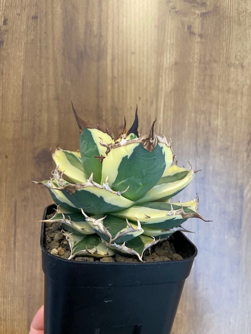 Agave titanota 【スナグルトゥース】暴牙　コレクション株　　 中株