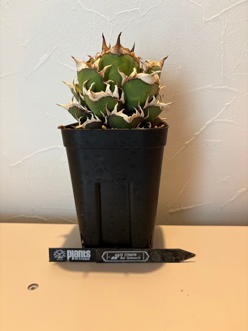 アガベ チタノタ レッドキャットウィーズル