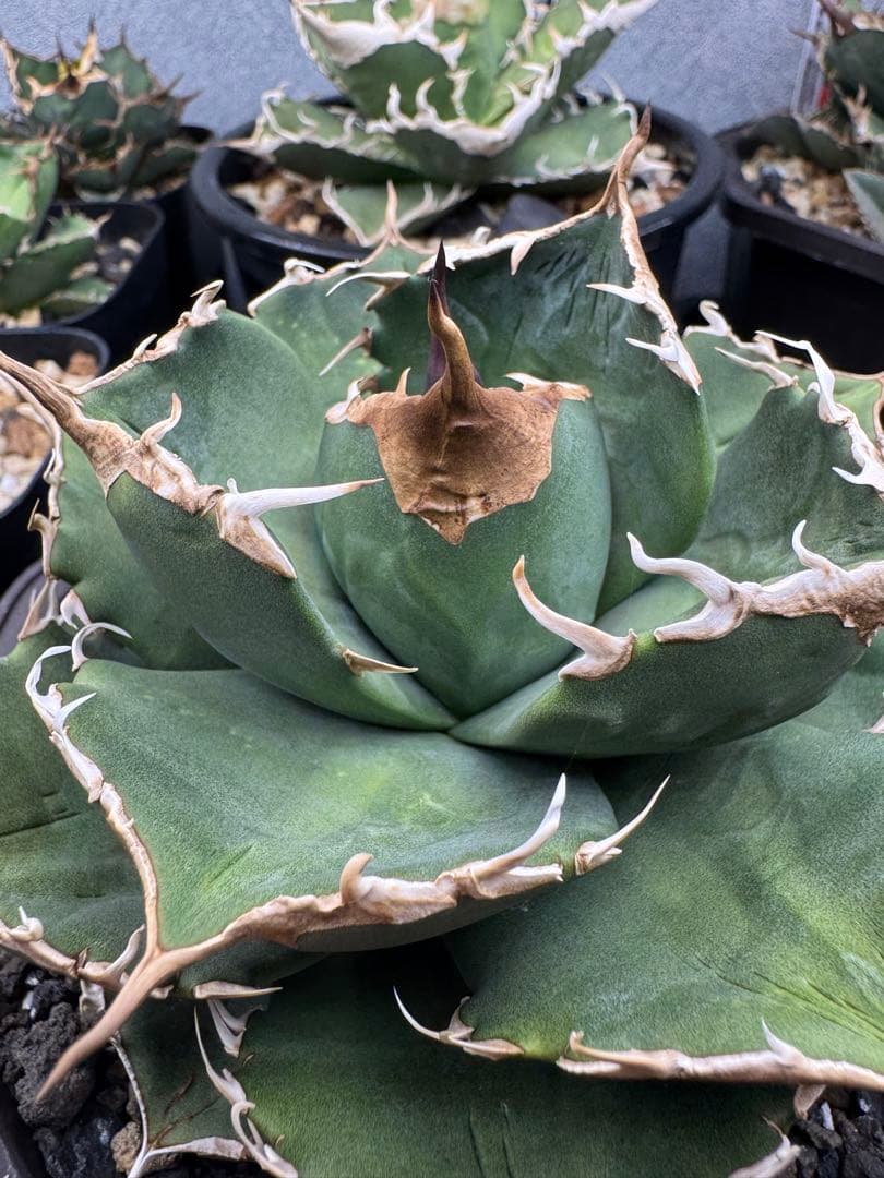 アガベ　オテロイ　実生選抜　中株