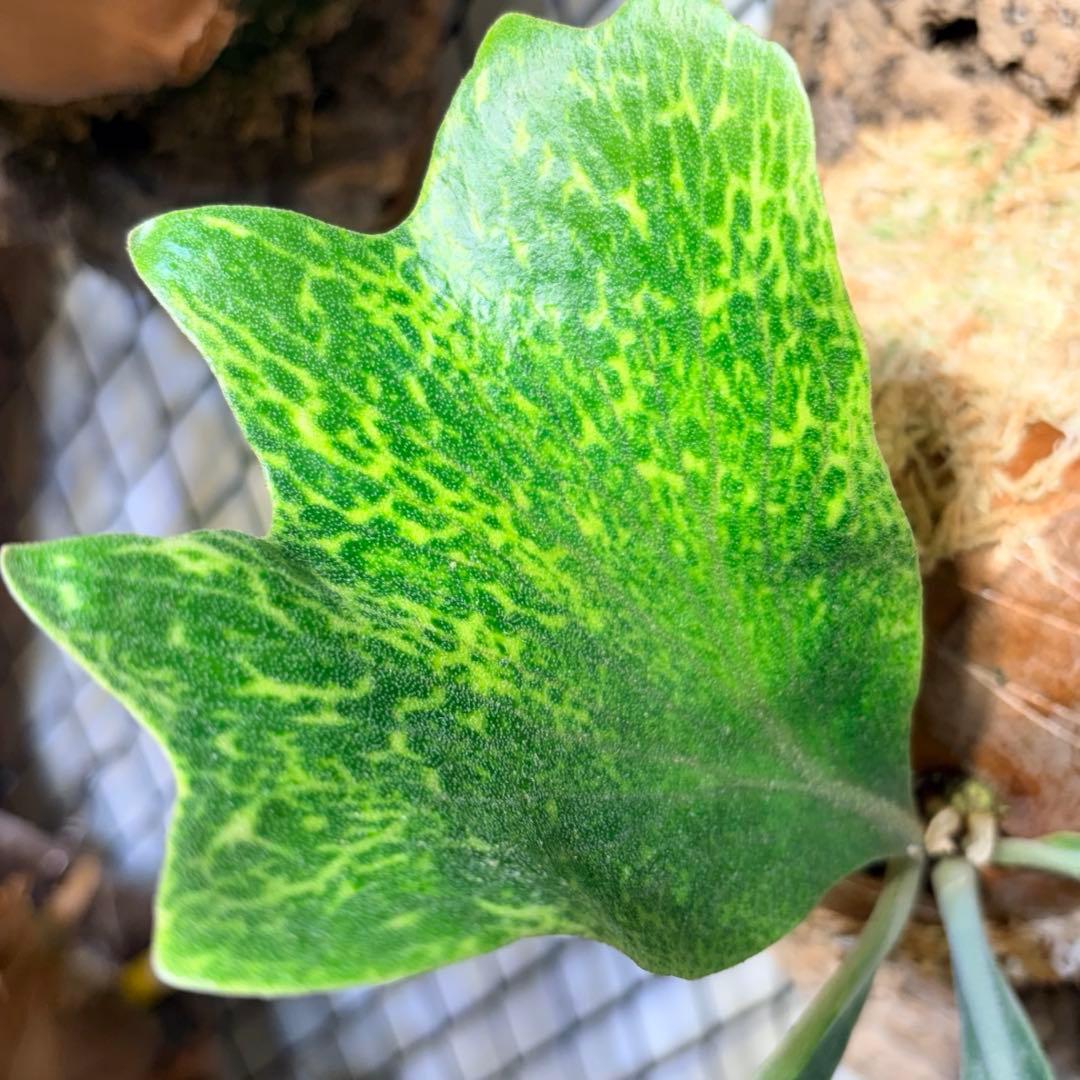 ビカクシダ P. hilli Variegata / NONAME