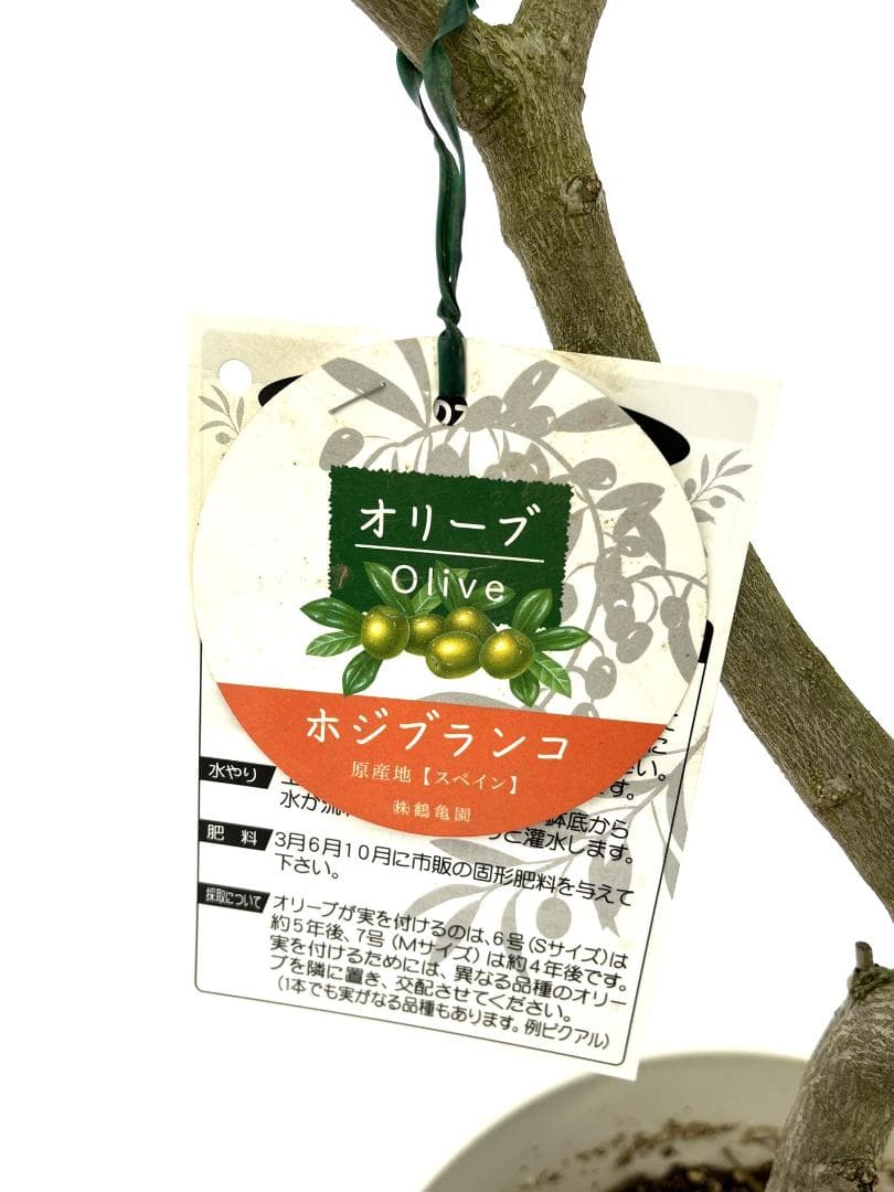 オリーブの木　ホジブランコ　7号　約140cm　NO.852　人気品種　現品掲載