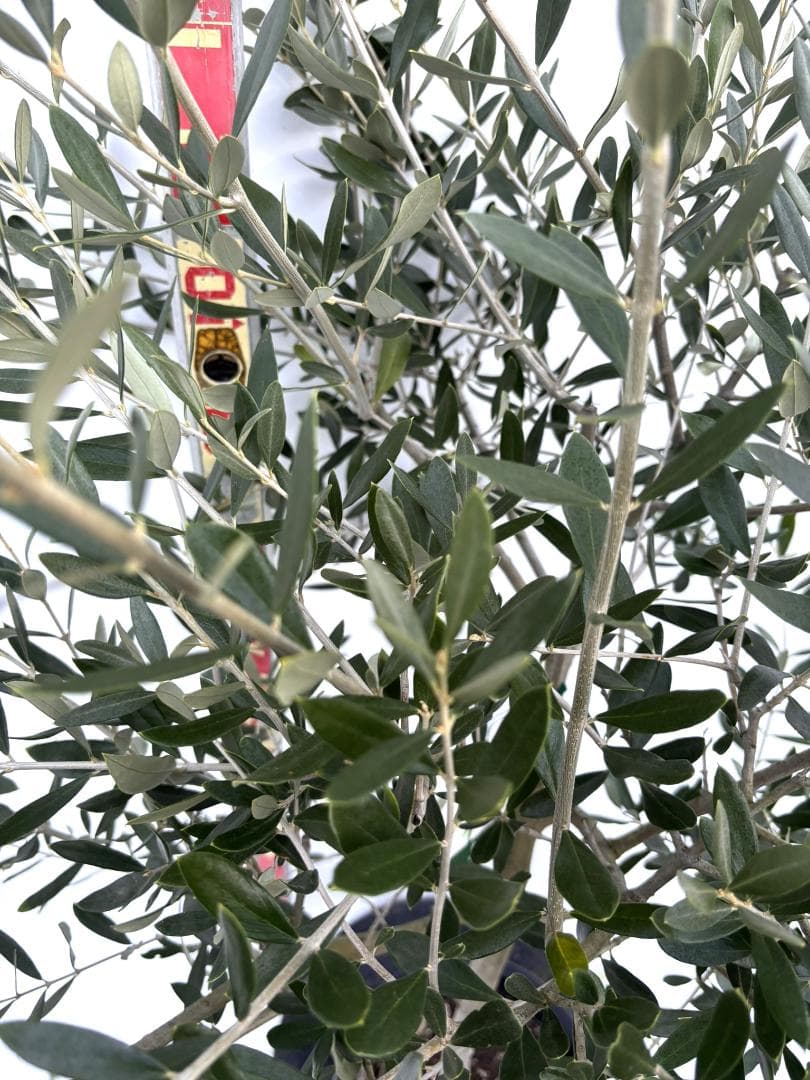 オリーブの木　ルッカ　8号　約160cm　K-280　人気品種　現品掲載