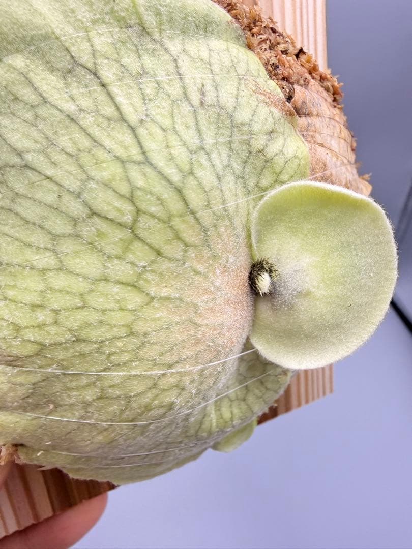 ビカクシダ　P.月光爪哇　OC 株分け子株