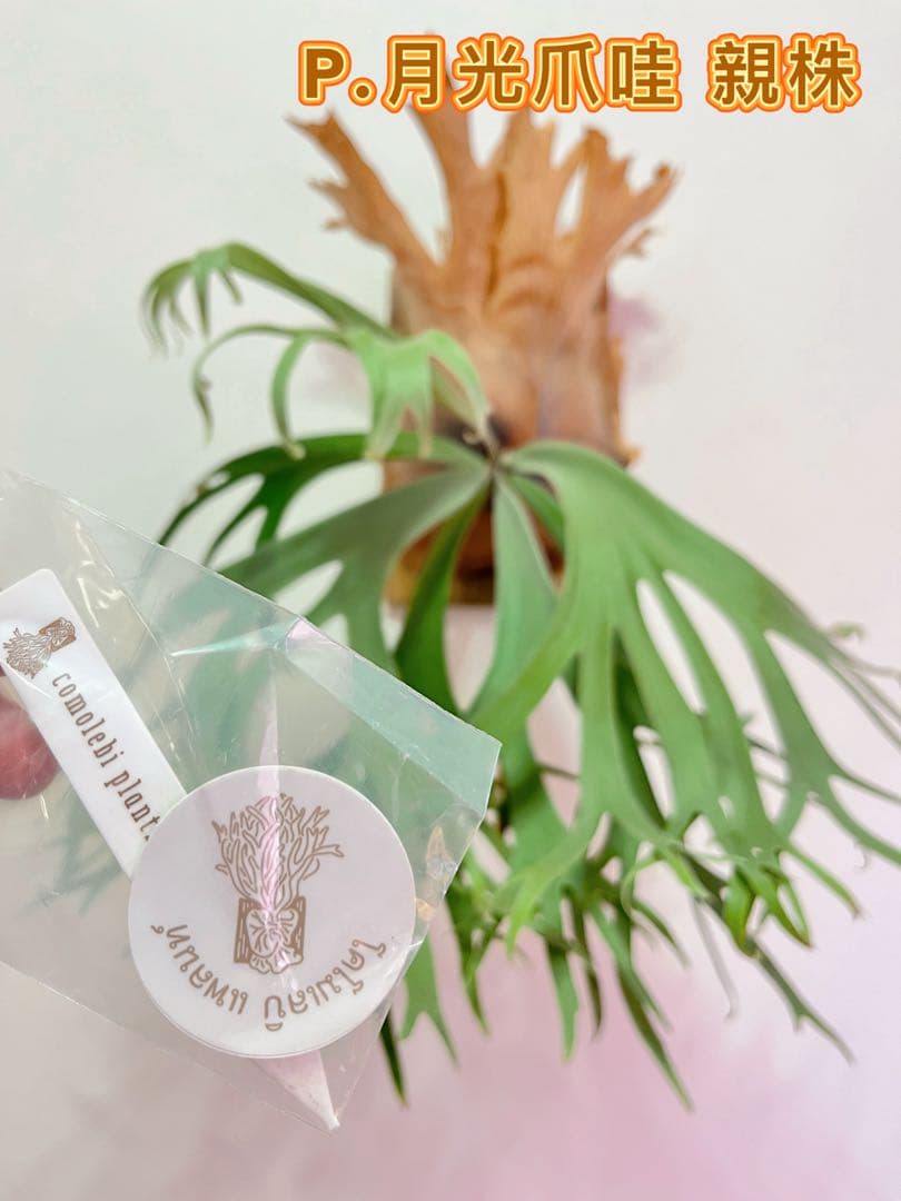 ビカクシダ　P.月光爪哇　OC 株分け子株