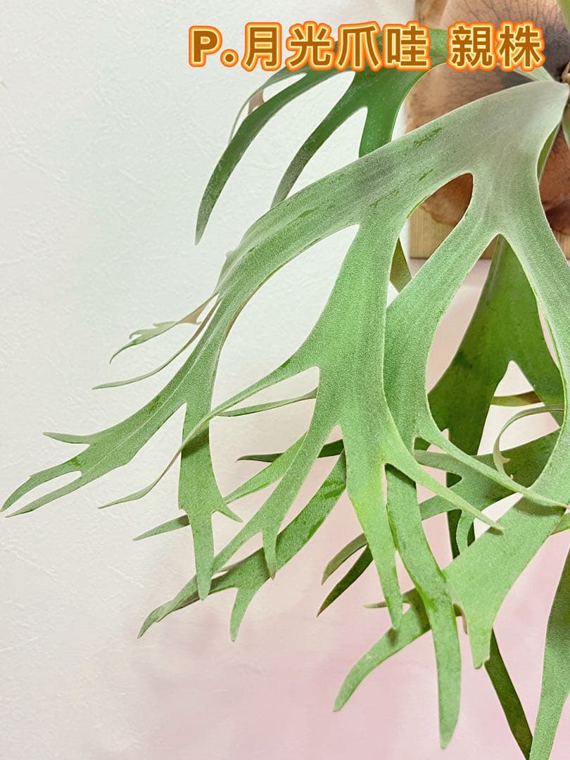 ビカクシダ　P.月光爪哇　OC 株分け子株