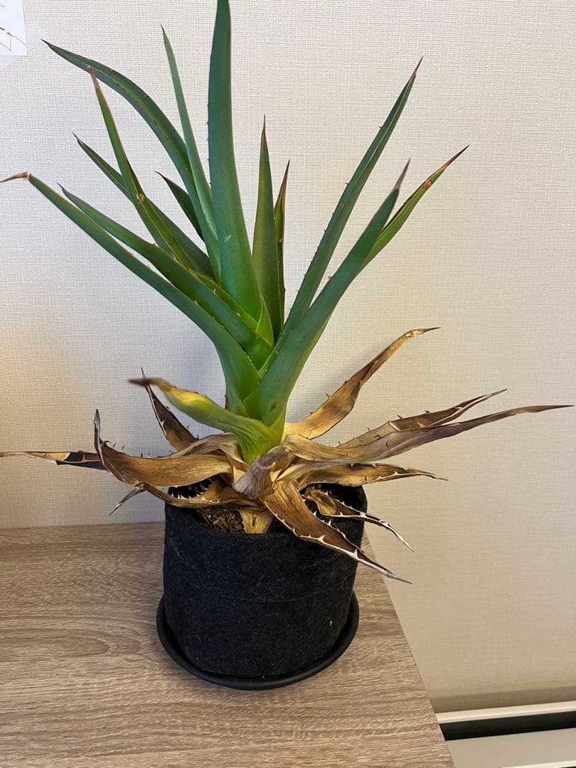 アガベ 観葉植物