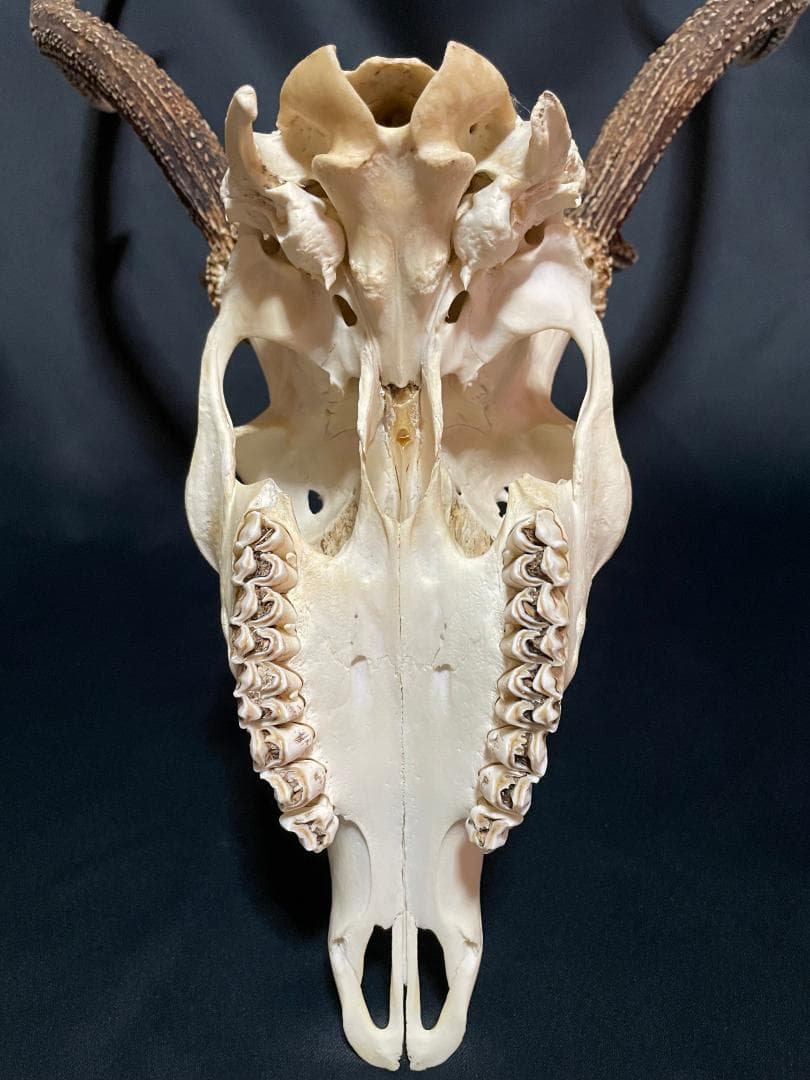 【日本鹿】3段角の日本鹿の頭蓋骨