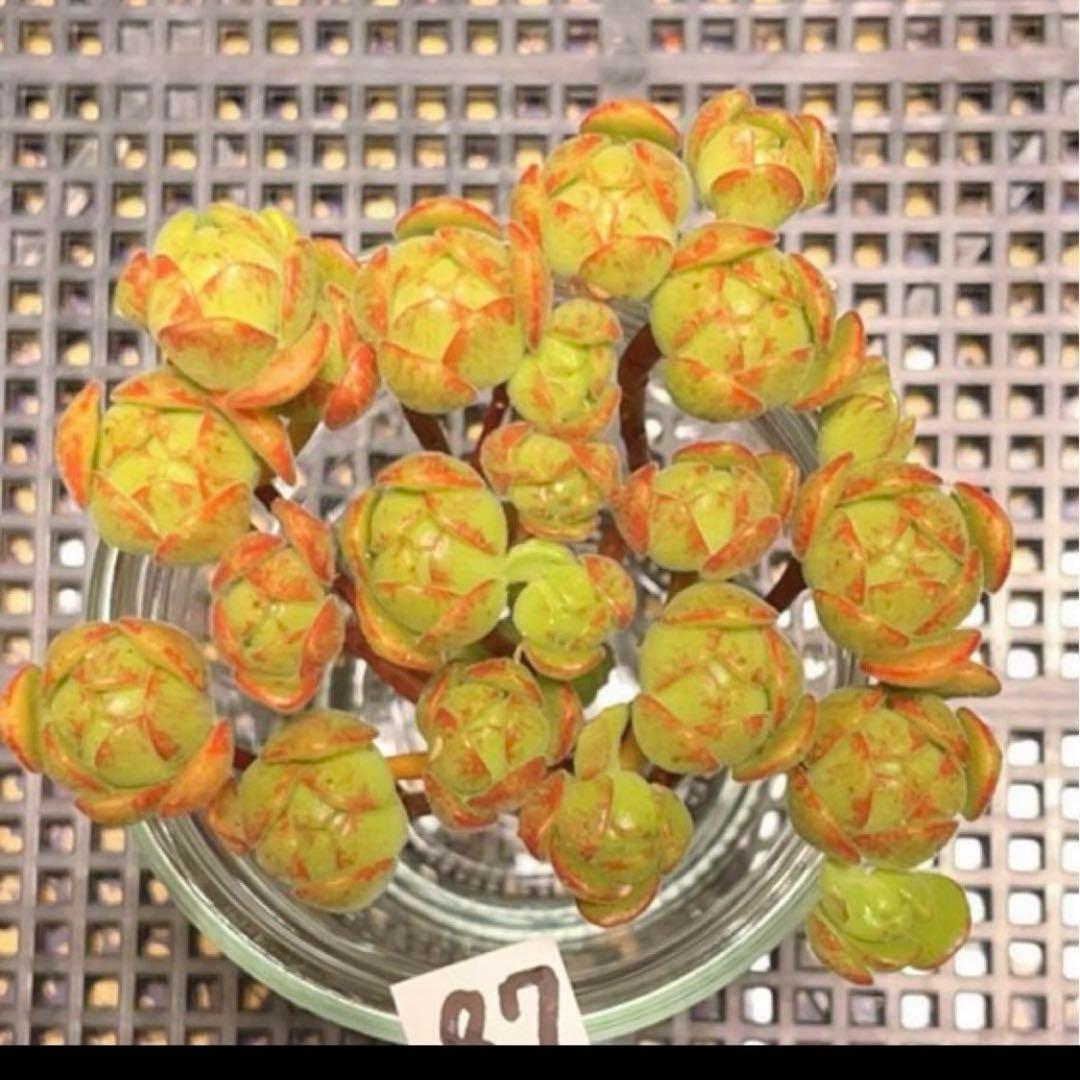 33#多肉植物アエオニウム錦❤️ サンデルシ— ❤️ 60-70頭21cm 拔き苗