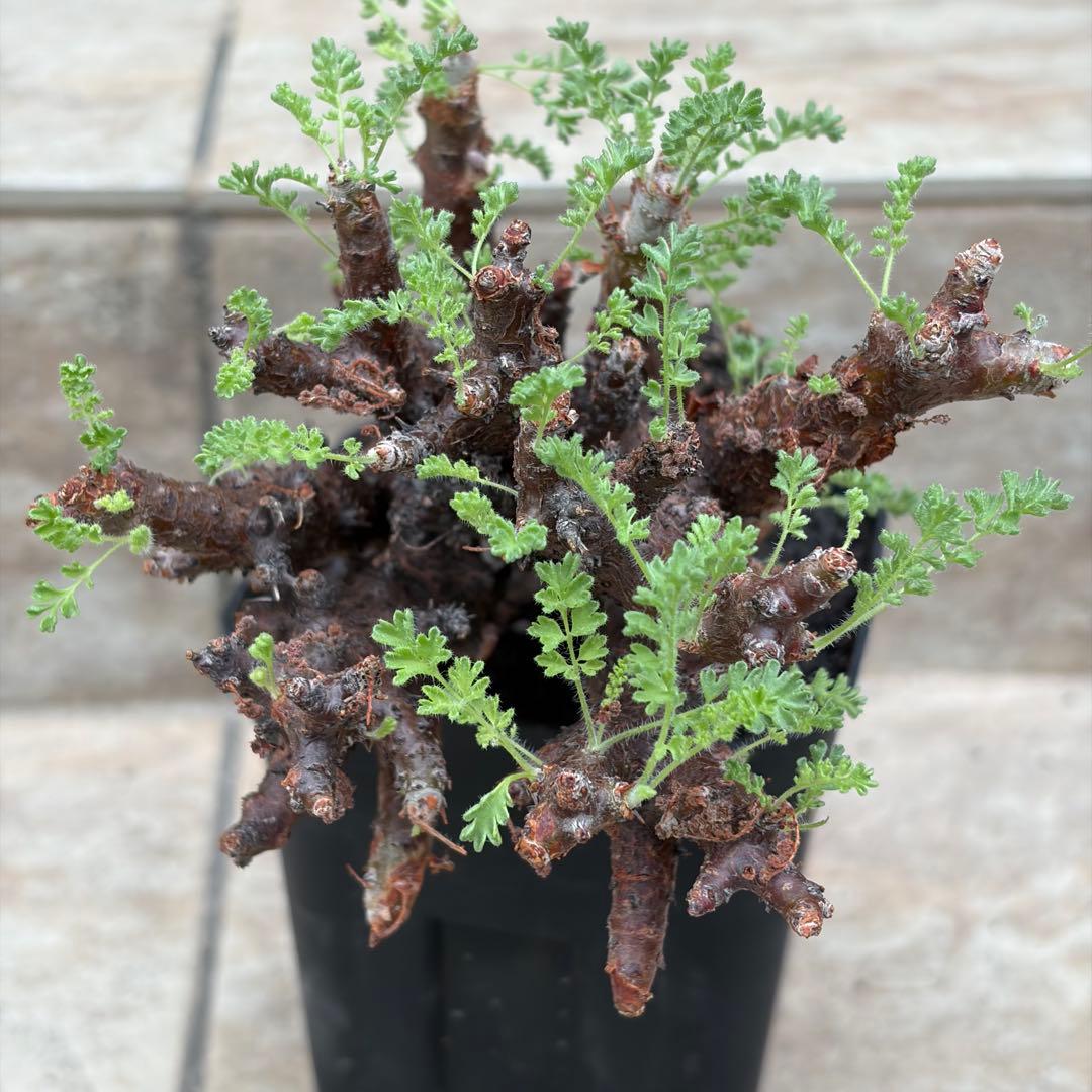 ペラルゴニウム　アルテルナンス　約3.5号鉢　No.003　鉢、送料込