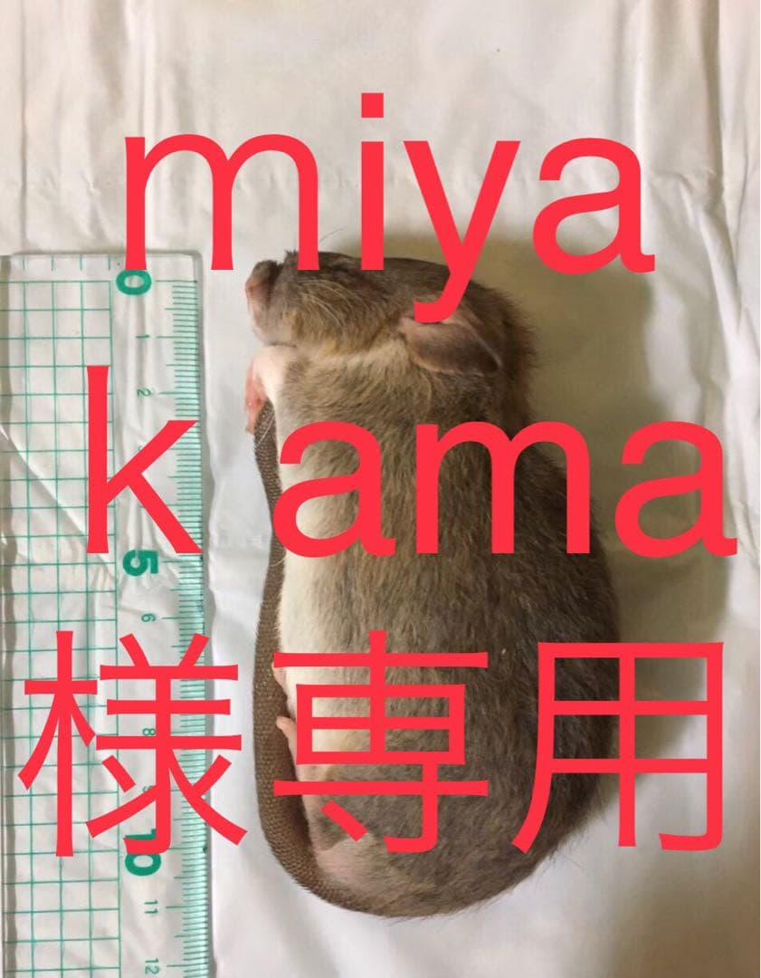 爬虫類・両生類のエサ SM100 ML100