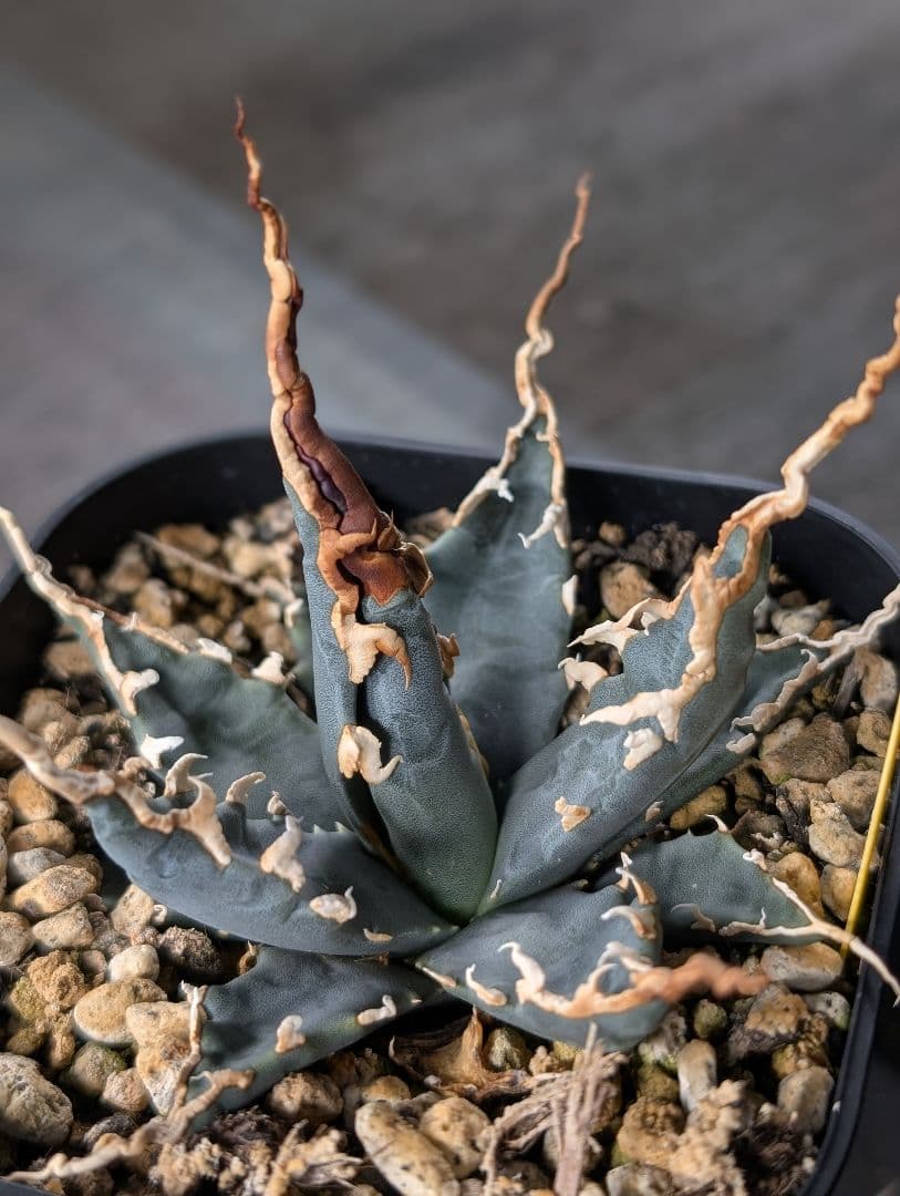 アガベ　エボリスピナ　実生　陽炎　青葉　A3 鉢ごと
