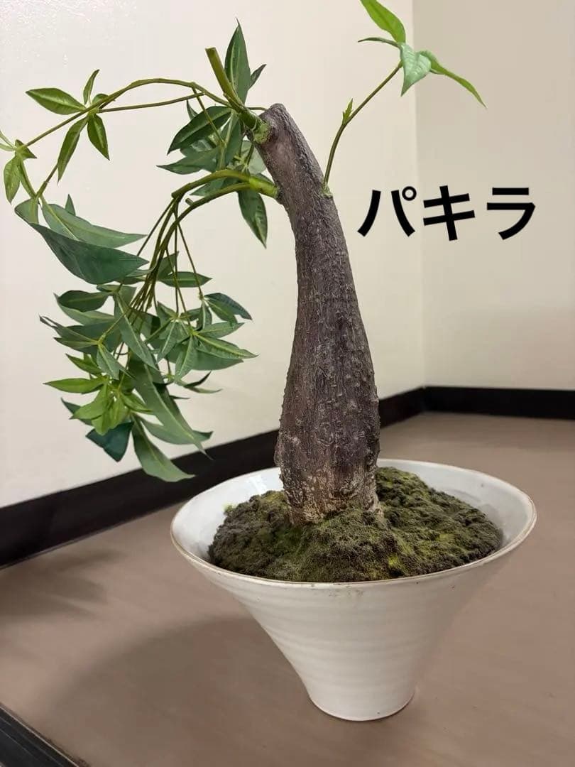 大作エミリオロバ仏製　リアルなパキラ　専門クリーニング済み