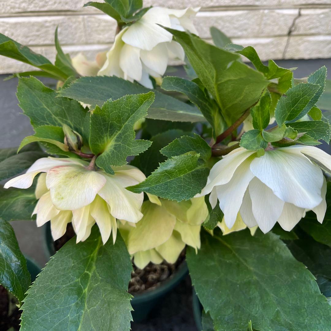 クリスマスローズ　八重　ダブル　５号　４鉢セット　現物　2月１日撮影　Ｂ