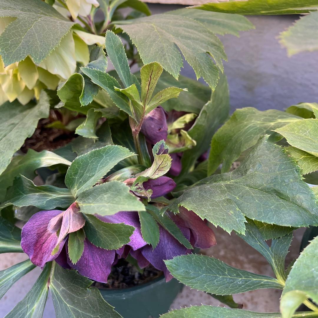 クリスマスローズ　八重　ダブル　５号　４鉢セット　現物　2月１日撮影　Ｂ