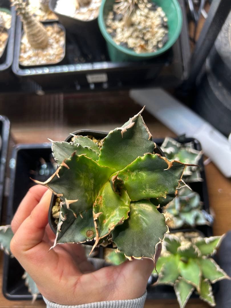 アガベ　チタノタ　多肉小〜中株　まとめ15株売り　抜き苗