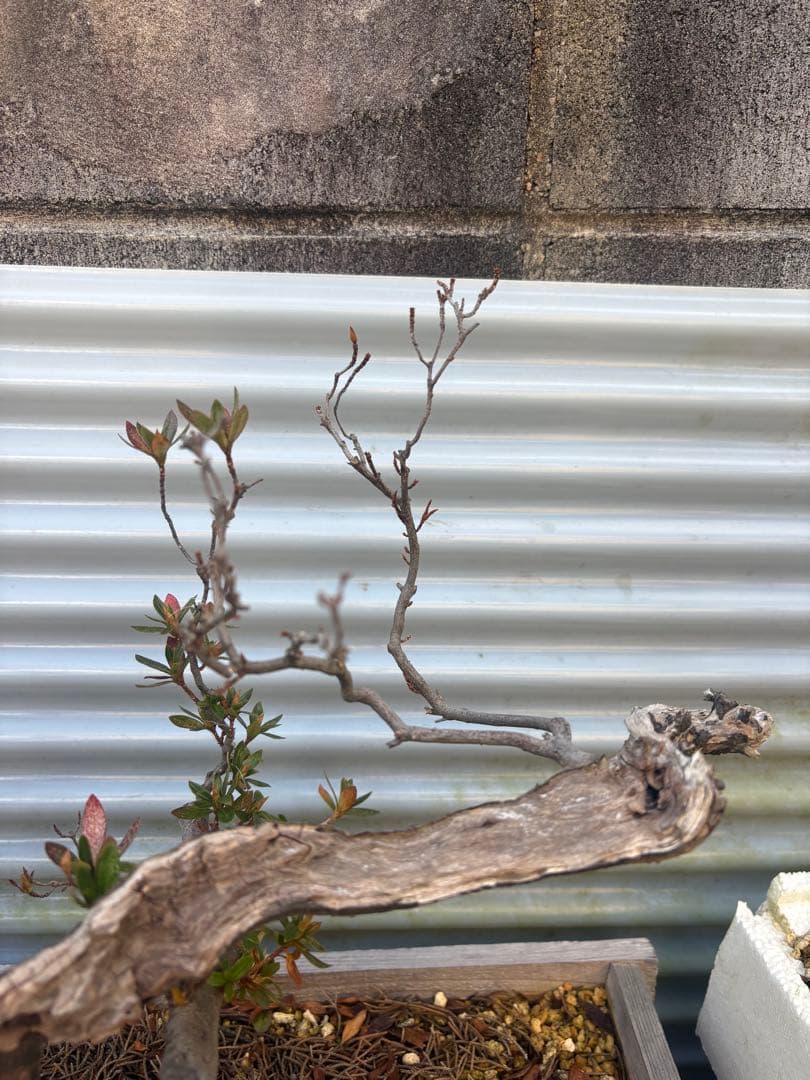 【大阪北部にて引き取り限定】さつき盆栽