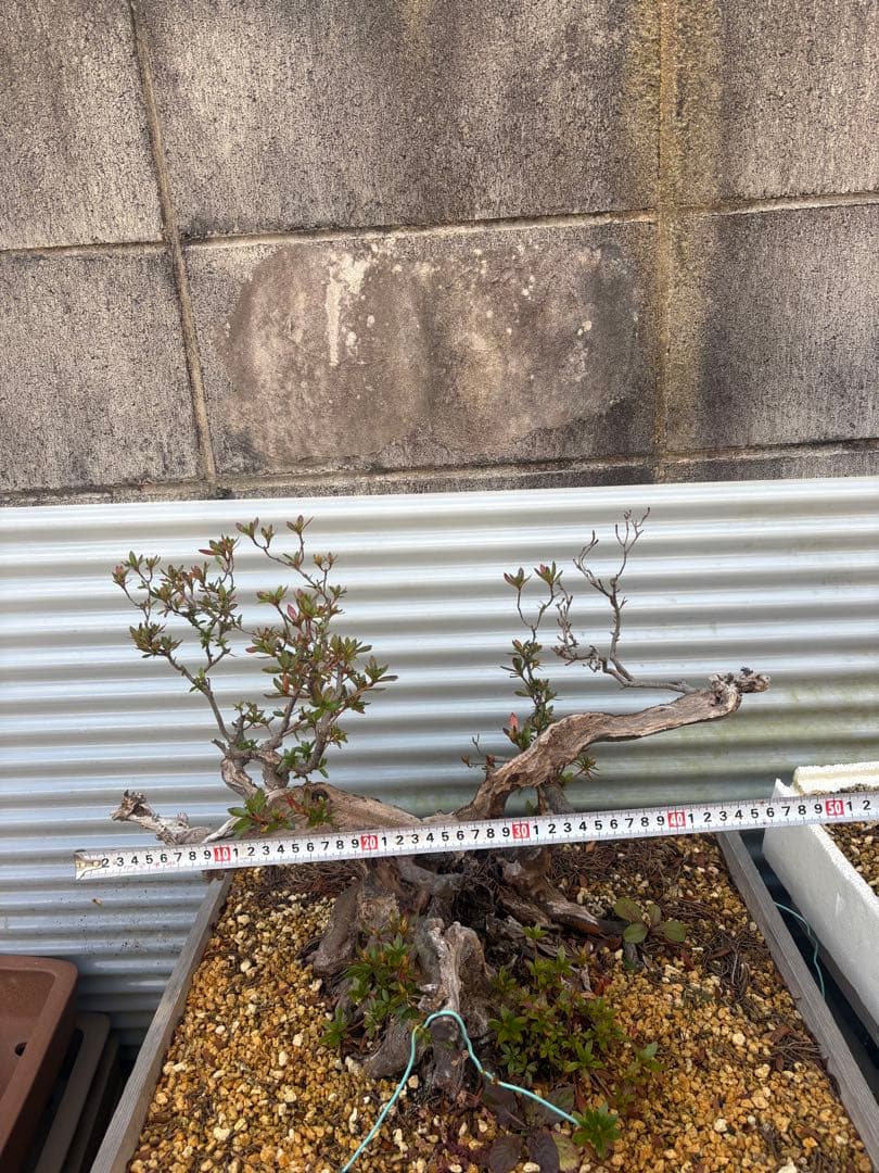 【大阪北部にて引き取り限定】さつき盆栽