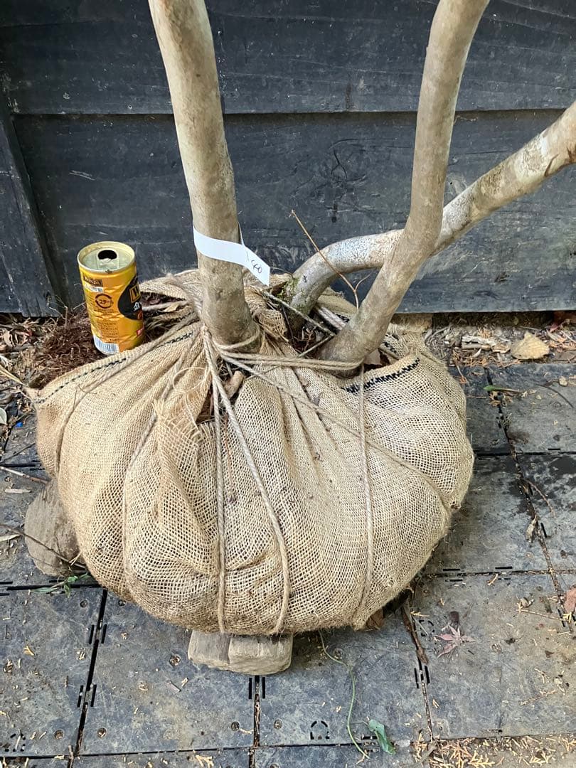 40 山採り　ミツバツツジ