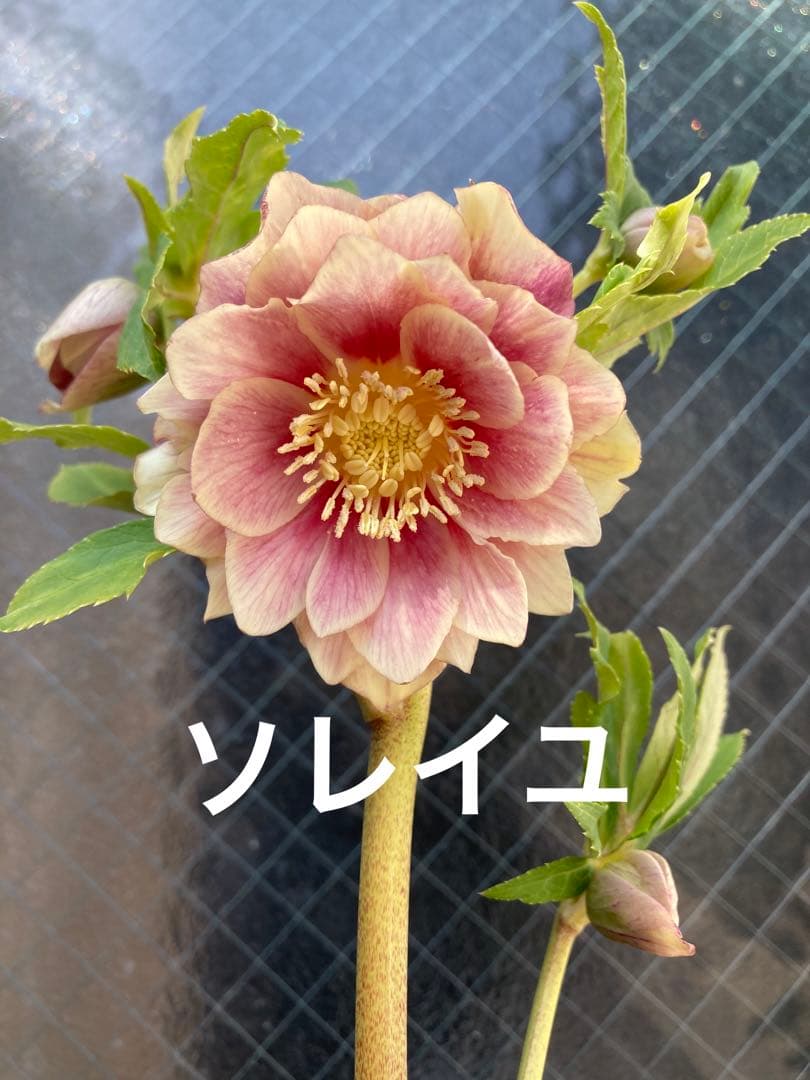 ソレイユ 5号 広瀬園芸 クリスマスローズ