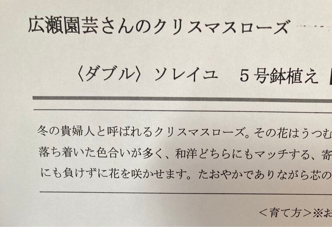 ソレイユ 5号 広瀬園芸 クリスマスローズ