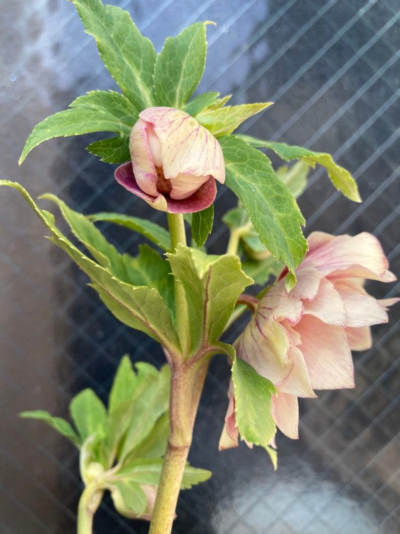 ソレイユ 5号 広瀬園芸 クリスマスローズ