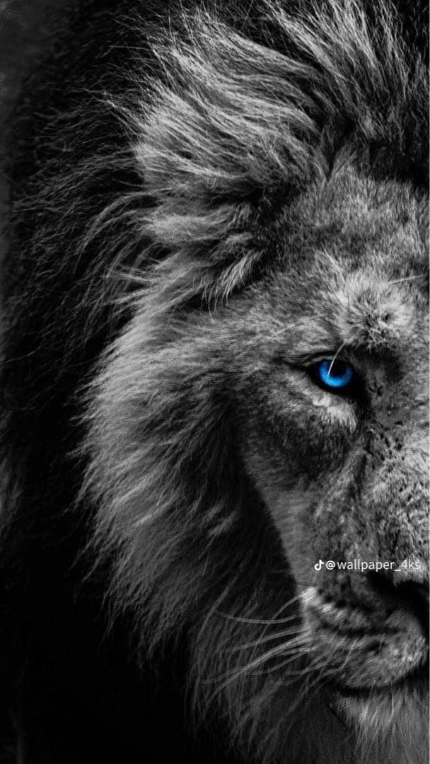 衣装ケース・衣類収納ケース Pic