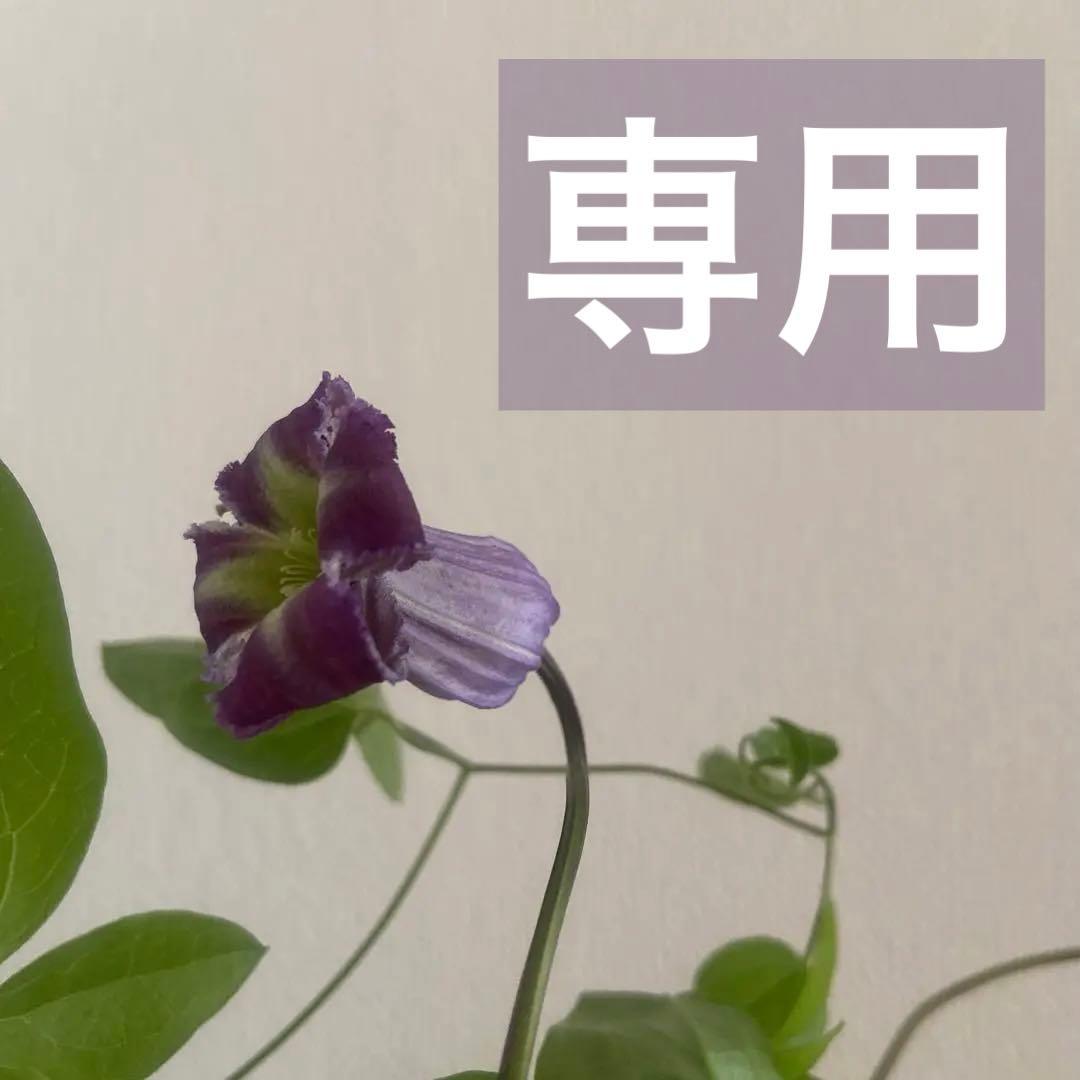 クレマチス　専用