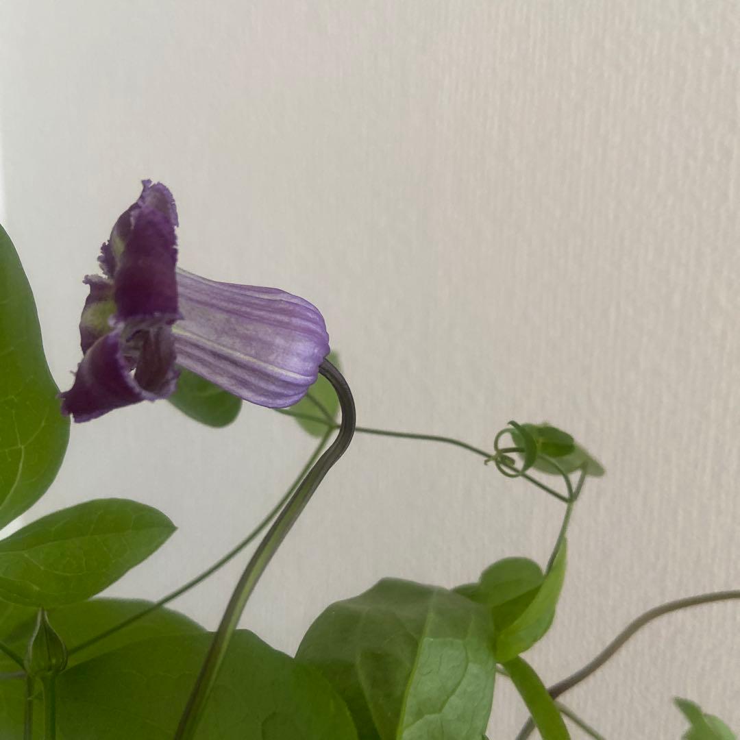 クレマチス　専用