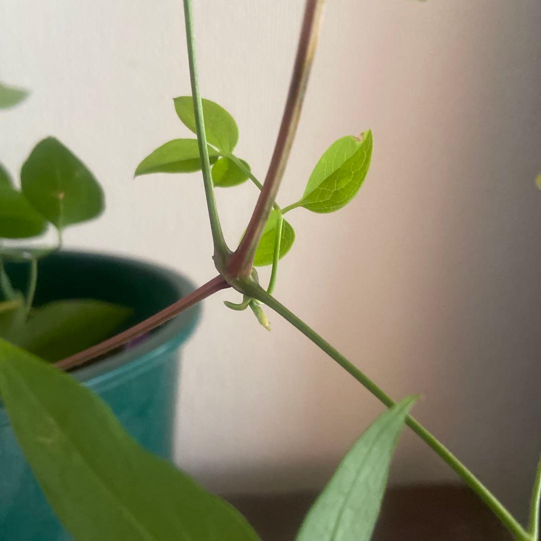 クレマチス　専用