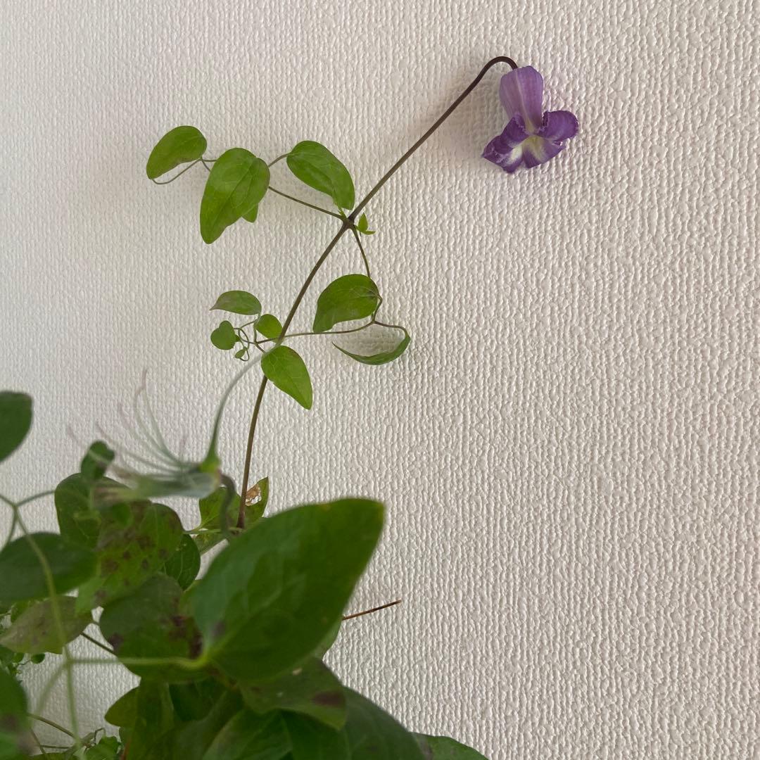 クレマチス　専用