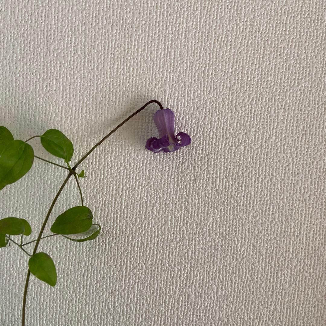 クレマチス　専用