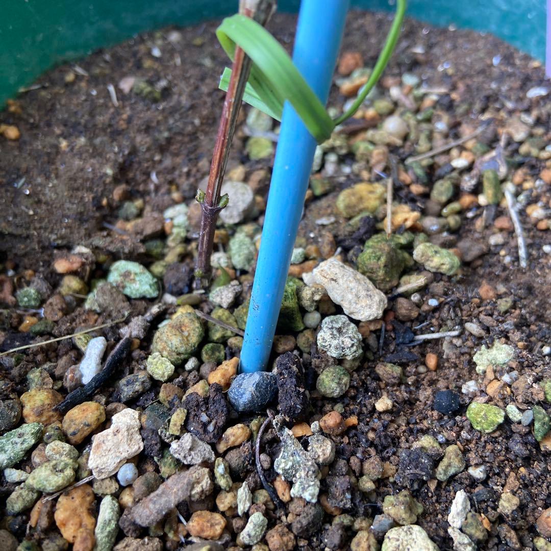 クレマチス　専用