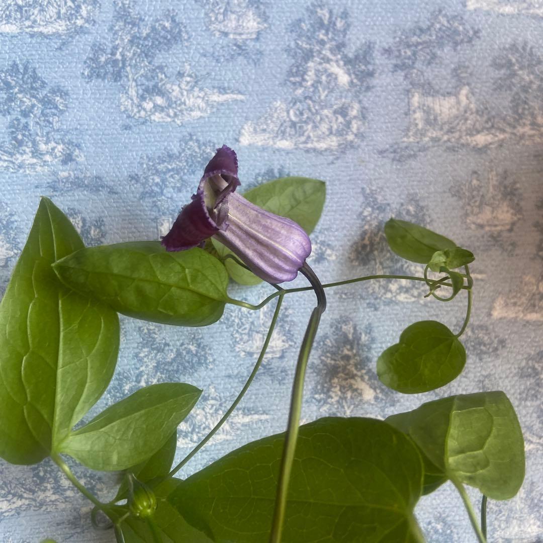 クレマチス　専用