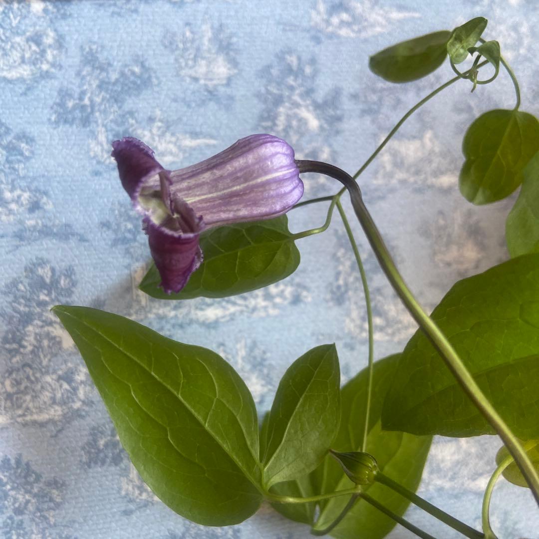 クレマチス　専用