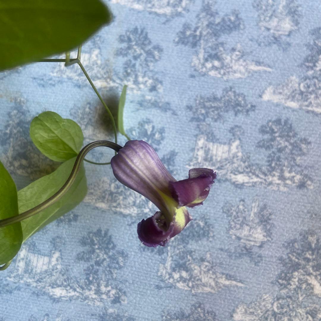 クレマチス　専用