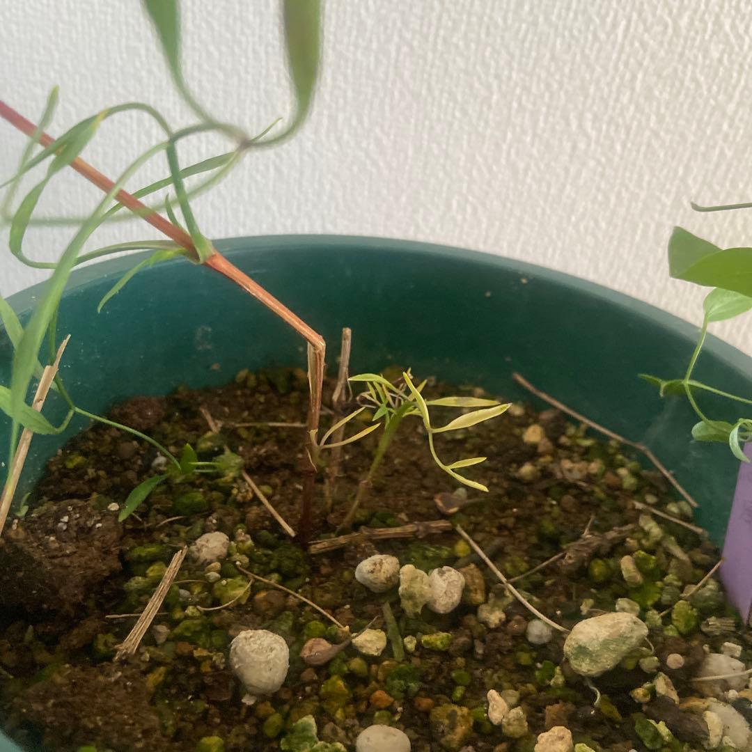 クレマチス　専用