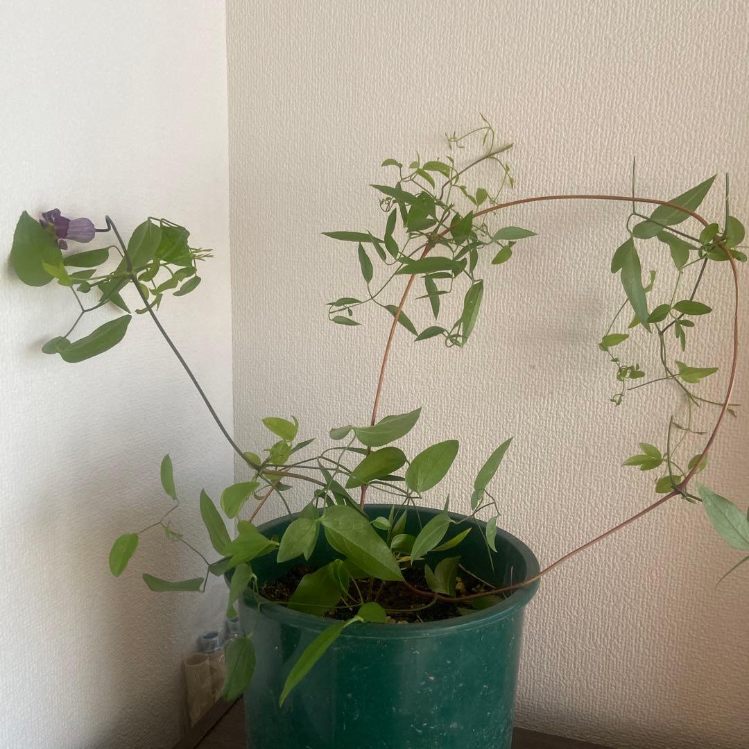 クレマチス　専用