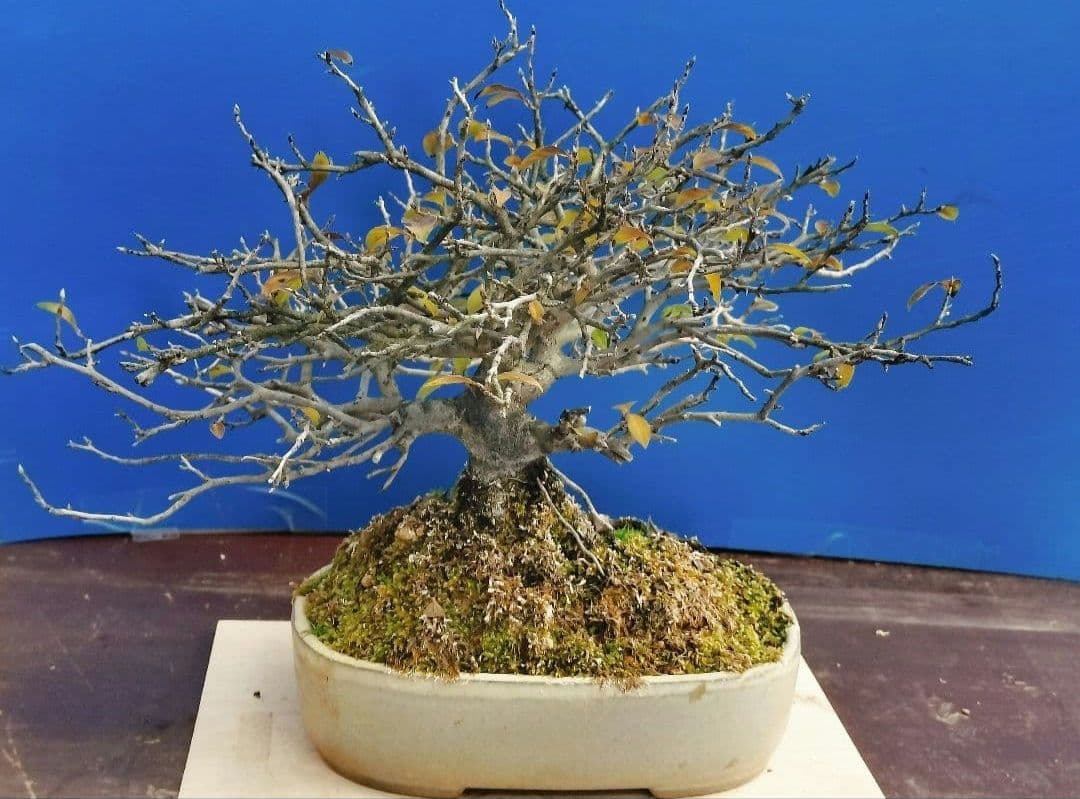 ✿Thaosiuu✿ 老爺柿 雌木 ロウヤガキ 盆栽 小葉性 (P)(Q)