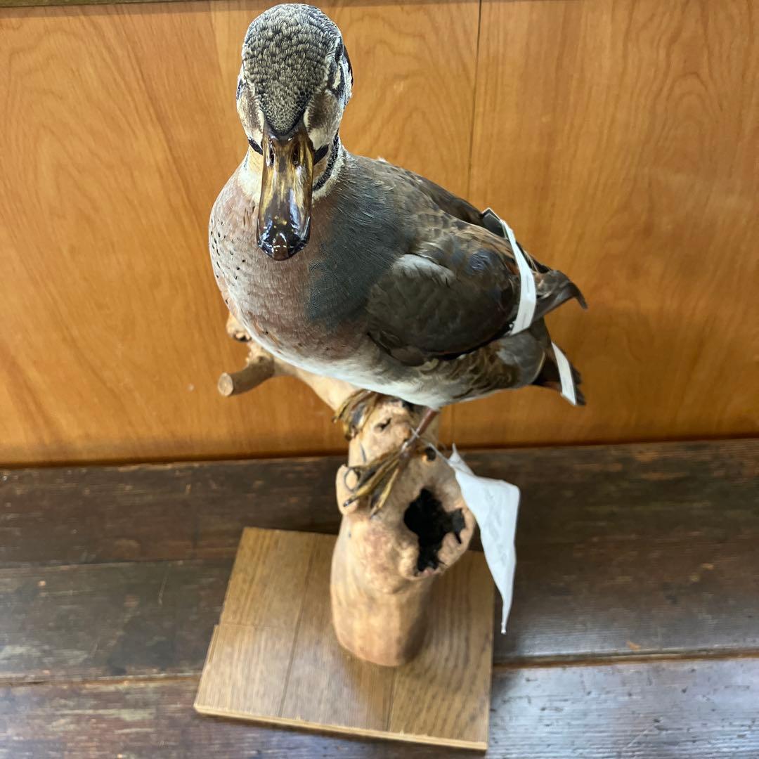 トモエガモ　剥製　カモ