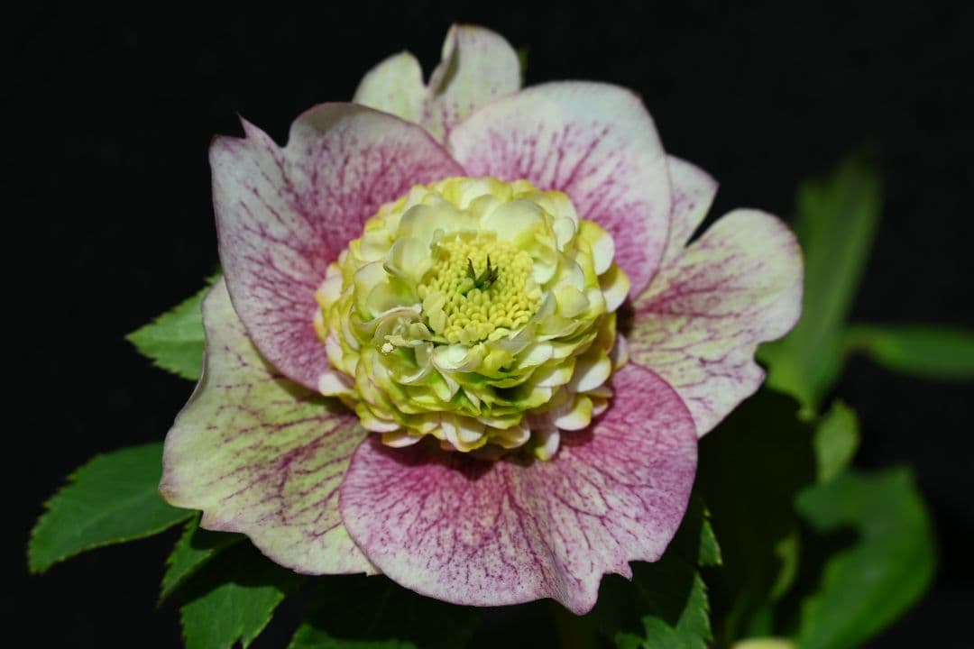 クリスマスローズ　珍品！認定モーリー プリマヴェーラ　加藤農園