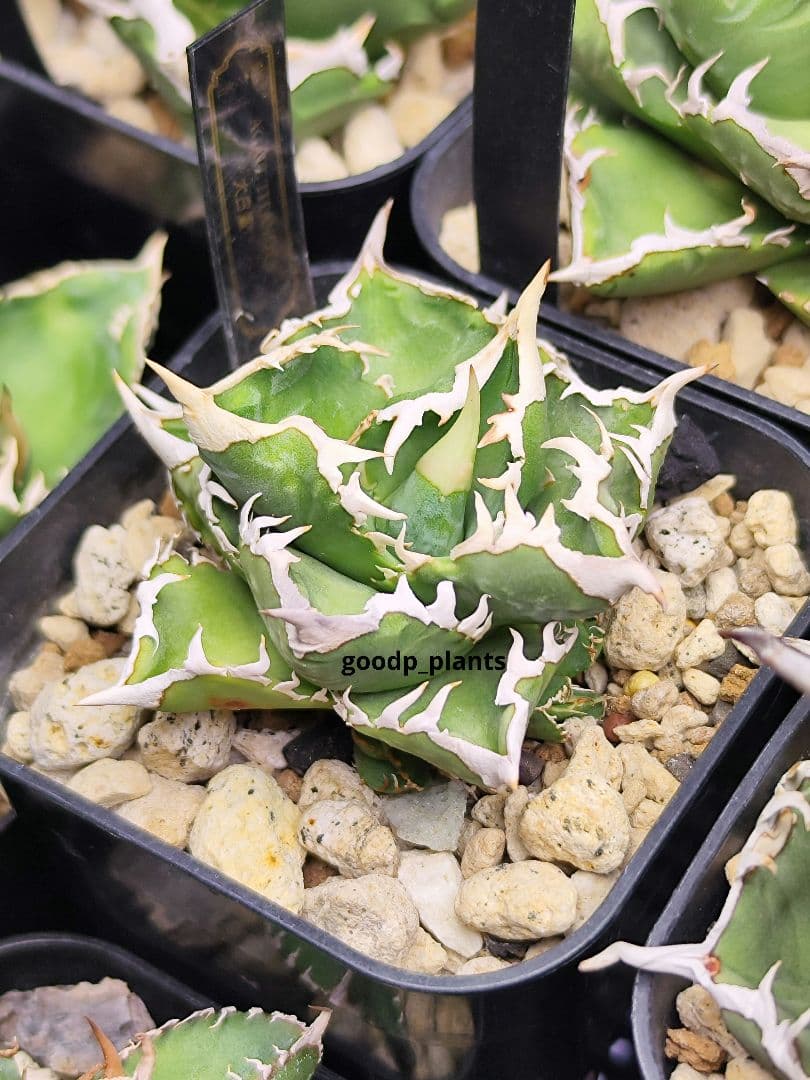 アガベ チタノタ 大白鯊 子株 lize産