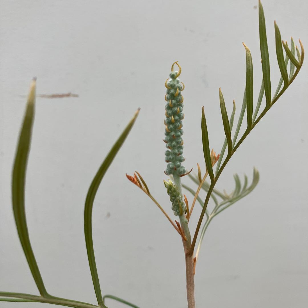 グレビレア2種類セット　シルビア、ハニージェム　常緑樹