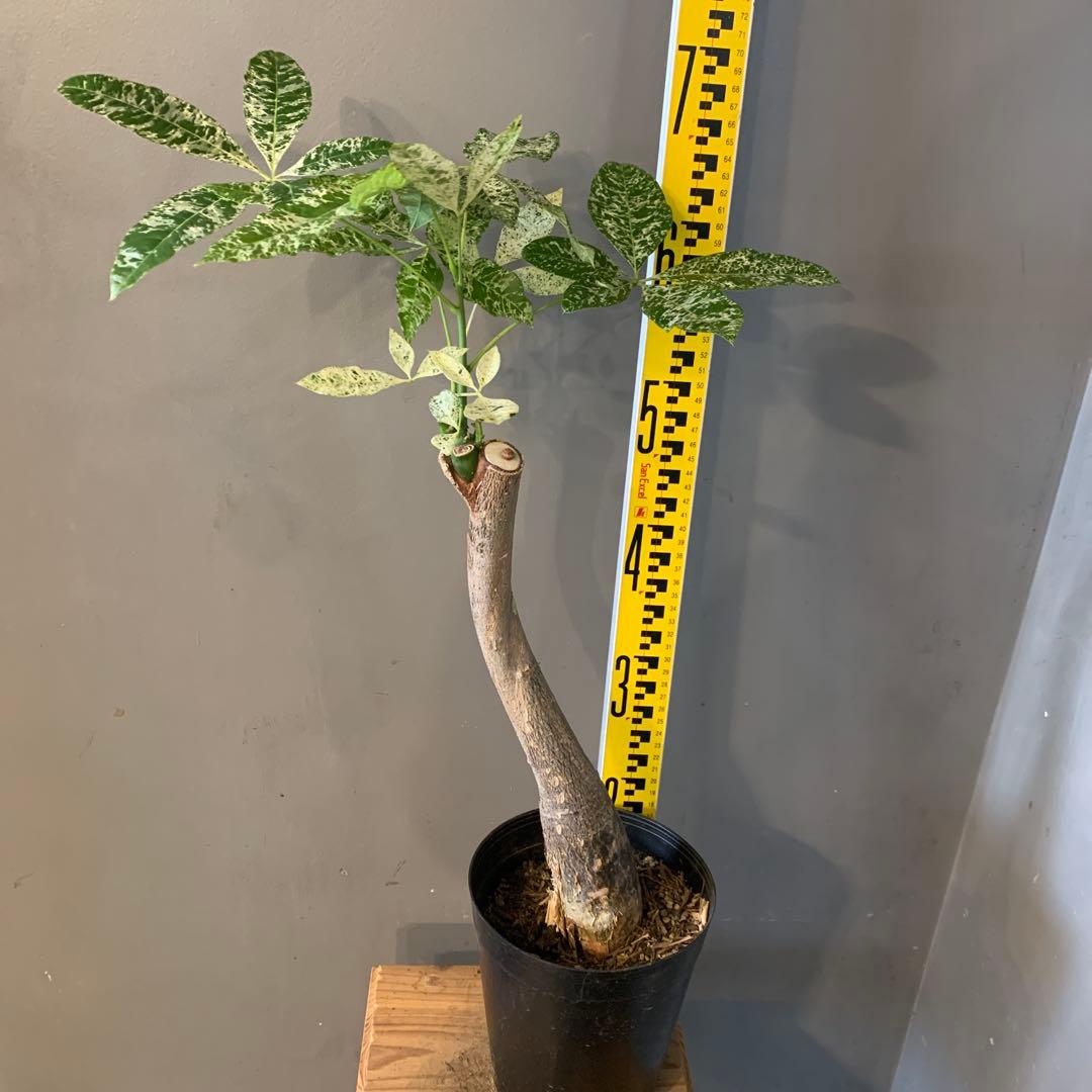 パキラ ミルキーウェイ 11